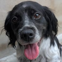 Moussaka, chienne à adopter