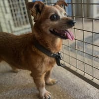 dicky, chien à adopter