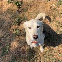 LAYANA, chienne à adopter