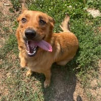 JOLIE, chienne à adopter