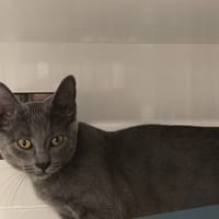 WINTER, chatte à adopter