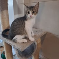 myrtille, chatte à adopter