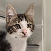 EREN, chat à adopter