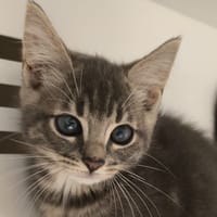 EBAY, chat à adopter