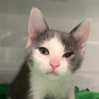 ELAZAR, chat à adopter