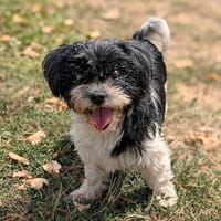 Maya, chienne à adopter