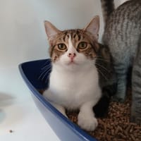 Nuage, chat à adopter