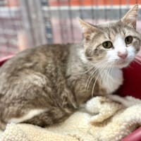 NEJHI, chat à adopter