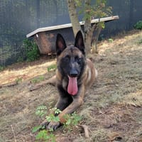 Stone, chien à adopter