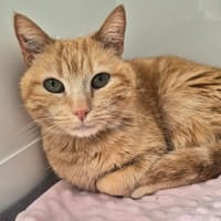 Epops, chat à adopter