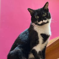 Stache, chatte à adopter
