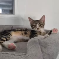 PRALINE, chatte à adopter