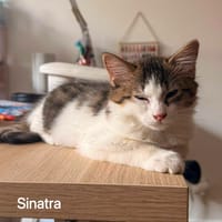 Sinatra, chat à adopter