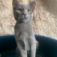 Bourriquet, chat à adopter