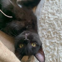 Batman, chat à adopter