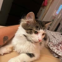 Bulle, chatte à adopter