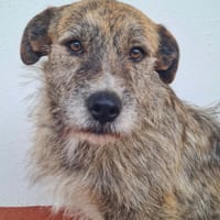NELSON, chien à adopter