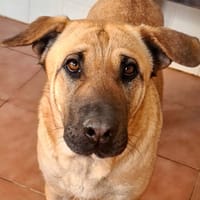 GIGI, chienne à adopter