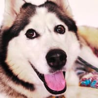 Demyan - lustiger Huskymix sucht zu Hause, Hund zur Adoption