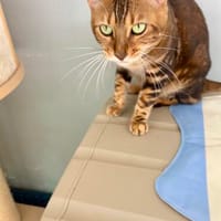 Anhängliche Bengalkatze Mimi, Katze zur Adoption