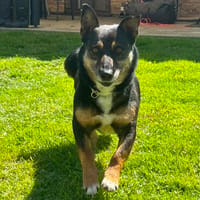 Leroy 💙💙💙 sucht neues Zuhause, Hund zur Adoption