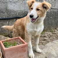 Rory, Hündin zur Adoption