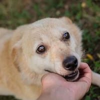 Die kleine Seniorin Roxy sucht ihr Zuhause, Hündin zur Adoption