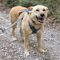Die vorsichtige Thaia sucht ihre Menschen!, Hündin zur Adoption
