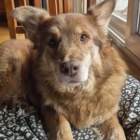 Armani sucht dringend ein neues Zuhause, Hund zur Adoption