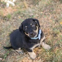 Zarrella - Schlagerboom auf vier Pfoten!, Hund zur Adoption