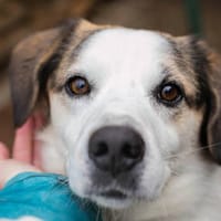 CASPER  Ein lieber Rüde auf der Suche nach seinem Platz, Hund zur Adoption