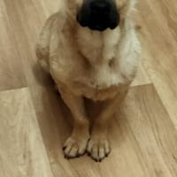 Nacho, ein süßer Rüde sucht eine Familie, Hund zur Adoption