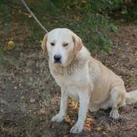 PERO  Blind, aber voller Vertrauen, Hund zur Adoption