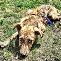 Aro - wartet in 74535 Mainhardt, Hund zur Adoption