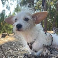 Blanka💕sehr liebe und entspannte Hündin, Hündin zur Adoption