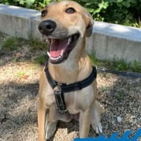 Mila - liebevolles Körbchen gesucht, Hündin zur Adoption