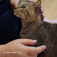 VITO - Sonnenschein auf 4 Samtpfoten, Kater zur Adoption