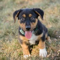 Silbereisen - Schlagerboom auf vier Pfoten!, Hund zur Adoption