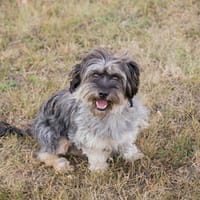 Egli - Schlagerboom auf vier Pfoten!, Hündin zur Adoption