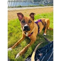 Panacotta - wartet in 12527 Berlin, Hund zur Adoption