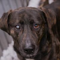 MERLIN  Ein treuer Herzenshund wartet schon viel zu lange, Hund zur Adoption
