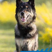 Bruce - souveräne Kuschler gesucht, Hund zur Adoption