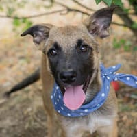 Cashew - Malinois-Mix-Jungs suchen ihre Menschen, Hund zur Adoption