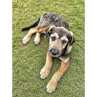 Jeremy - wartet in 21644 Sauensiek, Hund zur Adoption