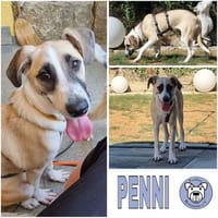 PENNI ° freundliche, anhängliche und sanfte junge Hundedame, Hündin zur Adoption