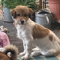Frieda💕liebe und freundliche junge Hündin, Hündin zur Adoption