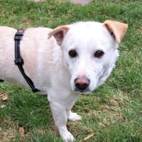 Cody  wartet in 79108 Freiburg, Hund zur Adoption