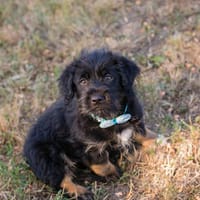 Kaiser - Schlagerboom auf vier Pfoten!, Hund zur Adoption