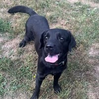 Isar sucht ein Zuhause, Hündin zur Adoption