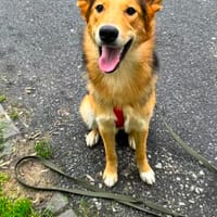 Fröhlicher Nordik möchte dein Herz erobern, Hund zur Adoption
